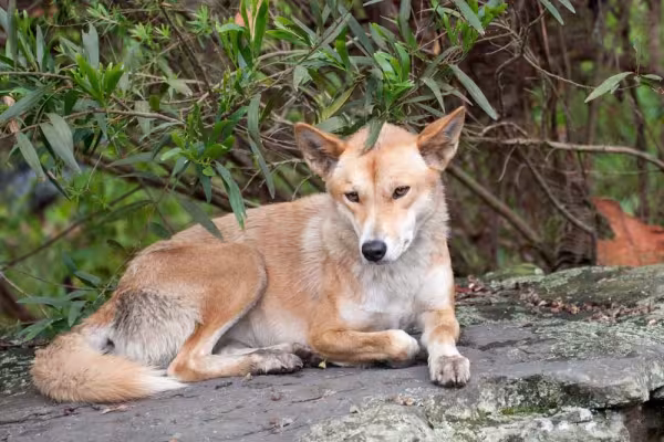 Cão selvagem da Austrália possui alimentação bem diversidicada, comendo desde insetos a animais maiores