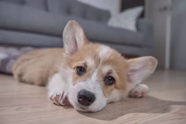 O Corgi em apartemnto não costuma trazer problemas, mas é importante que ele se exercite