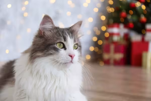Já o Ragamuffin tem olhos mais redondos e com cores variadas, como o olho verde