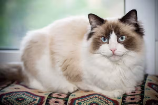 A raça de gato Ragdoll tem a pelagem escura nas extremidades