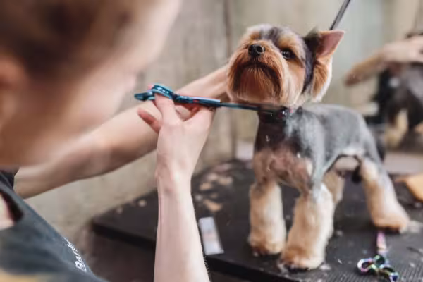 Tosa bebê: York é uma das raças que se beneficia do corte