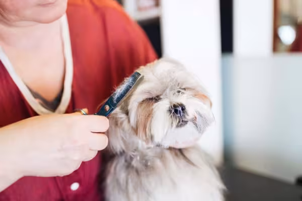 Tosa bebê: Lhasa é um dos cãezinhos que exala fofura com esse tipo de corte