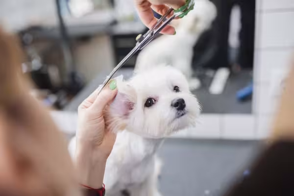 A tosa bebê é perfeita para cães bem peludinhos, como o Maltês