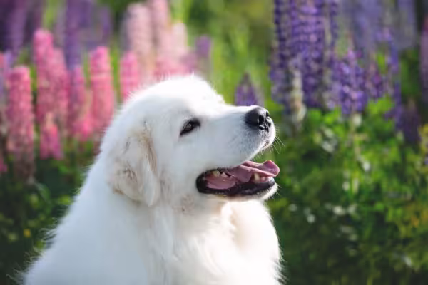 Cachorro raça Pastor Maremano-abruzês: adestramento é essencial