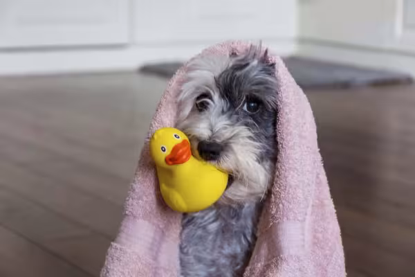 O pet medroso também pode gerar um click divertido, assim como as fotos engraçadas de cachorros sorrindo