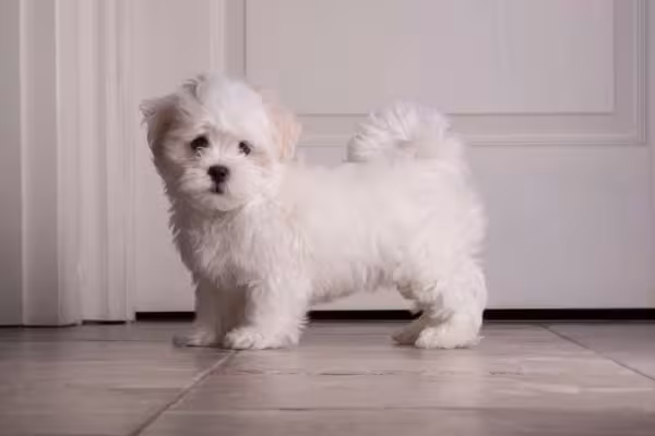 Shih Tzu: cores sólidas podem aparecer, como é o caso do Shih Tzu branco
