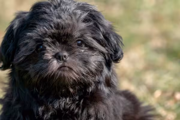 Shih Tzu: cores raras, como o preto, é uma possibilidade