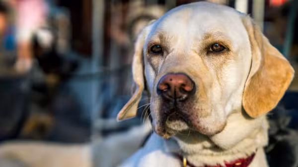 Rottweiler branco existe, sim! A diferença é que ele não é uma raça pura, e sim misturada