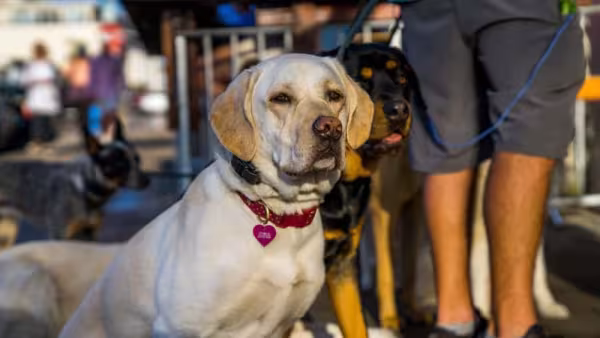 Rottweiler branco: mistura da raça com o Labrador é uma das que possibilita a cor dos pelos brancos