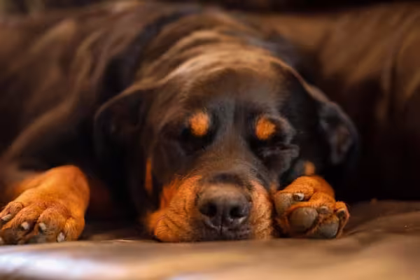 O Rottweiler marrom é a outra variação de cor além do preto