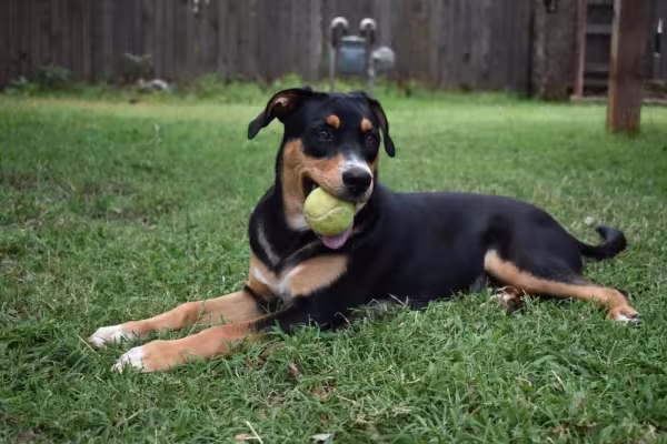 O Rottweiler com mancha branca no peito não é muito desejado pelos fãs da raça