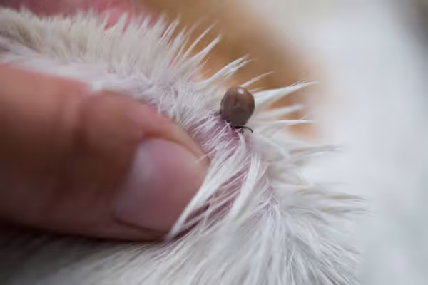 Doença de carrapato pode ter algumas variações, como erliquiose e babesiose