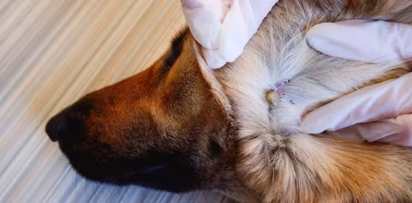 Doença do carrapato: cachorro precisa viver em ambientes livres de parasitas