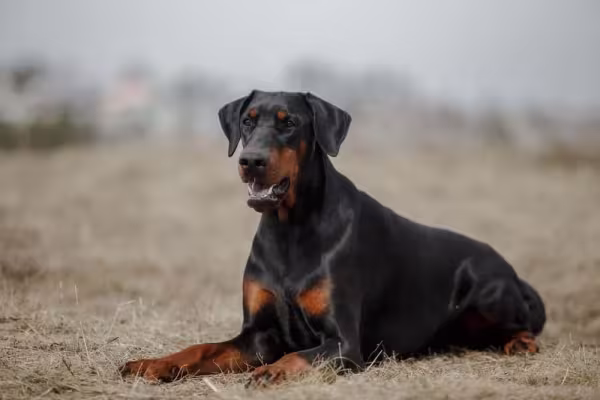 O Doberman é um cachorro grande preto com forte instinto protetor