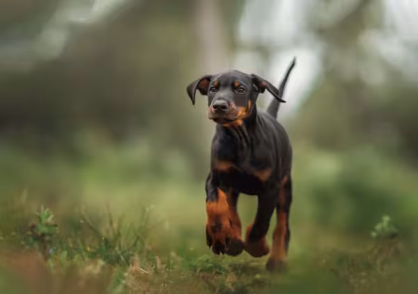 Doberman caminhando pela grama