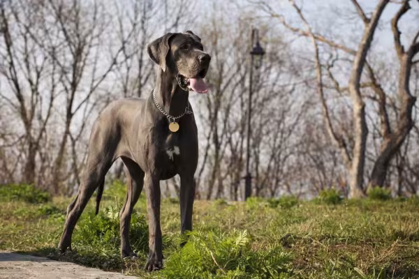 Dogue Alemão é a maior raça do mundo e também tem um enorme coração