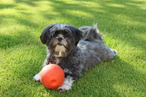 O Lhasa Apso tem bastante energia, mas as brincadeiras devem ser dosadas e não há necessidade de exercícios pesados