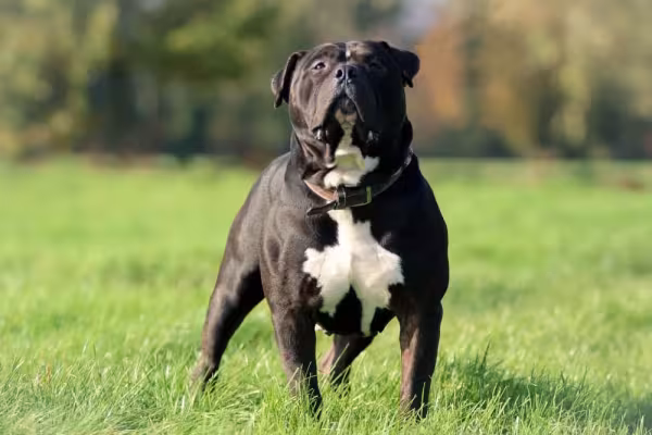 American Bully preto ao ar livre