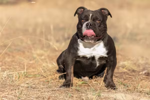 American Bully com língua de fora