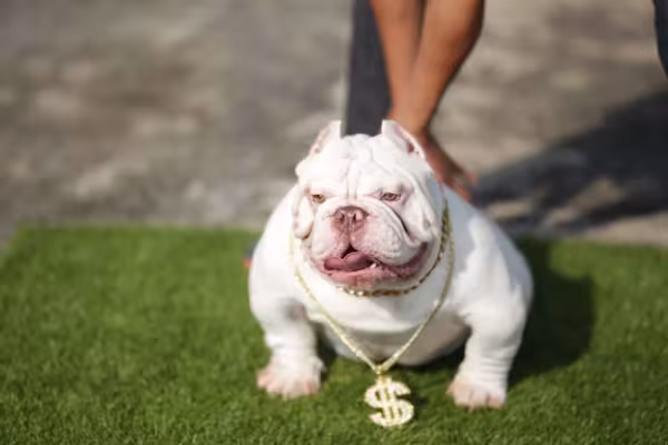 O American Bully micro: estética do cãozinho parece feroz, mas ele é um amor de quatro patas