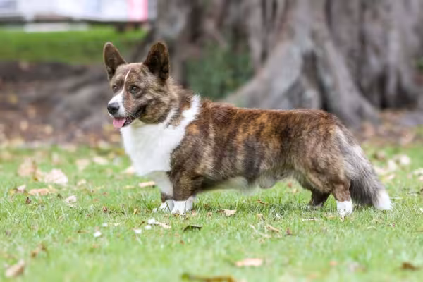 Raça Corgi: cachorro com pelagem tigrada é uma possibilidade