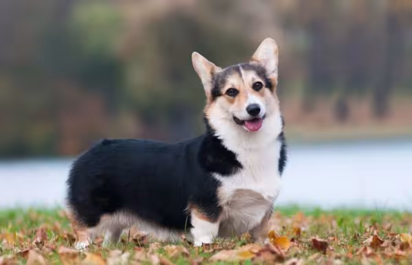 O Corgi preto é mais raro, mas igualmente encantador