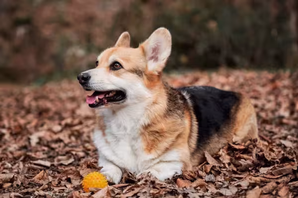 Cachorro Welsh Corgi é muito inteligente e aprende comandos facilmente