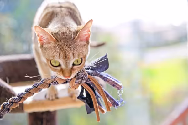 Gato: raça Singapura é muito ativa e precisa de estímulo com brinquedos
