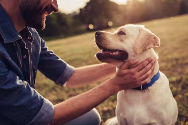 O passeio ajuda a estreitar os vínculos com o seu cachorro!