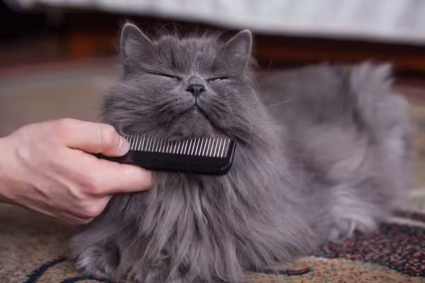 Existem vários tipos de pente para gato que são indicados de acordo com a pelagem do pet