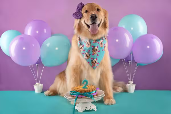 Laço para cachorro grande, como um Golden Retriever, também fica puro charme
