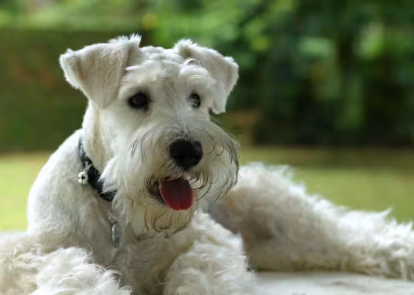 O Schnauzer branco é um dos quatro padrões de cores possíveis da raça
