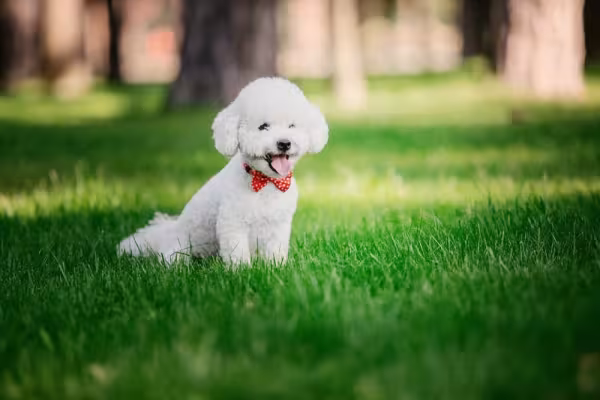 Uma das menores raças de cães, o Bichon Frisé é muito inteligente