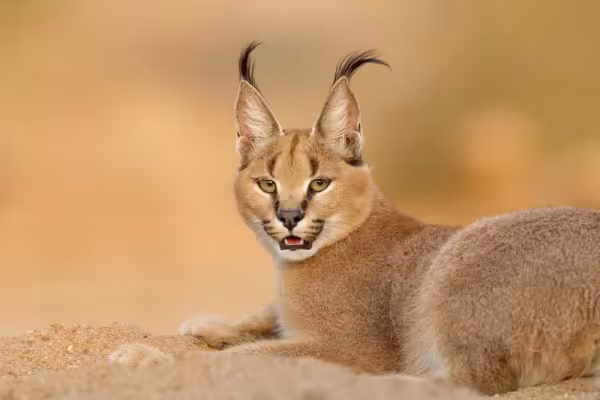 O Caracal é uma raça de gato selvagem que até tem versão híbrida, mas prejudica os animais