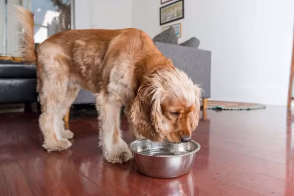 O bebedouro para cachorro tradicional é bem simples e barato