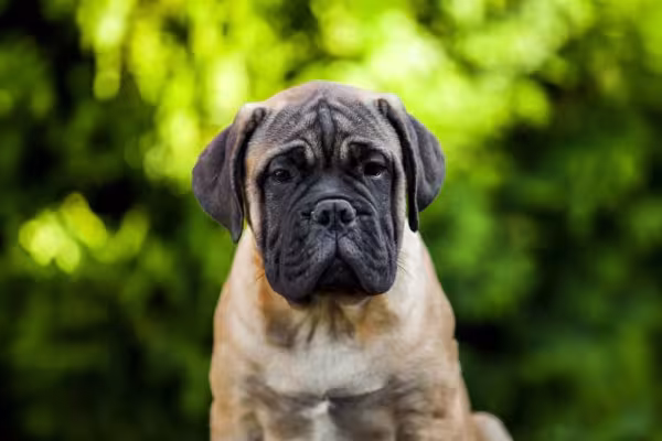 Em dias muito quentes é recomendado que as brincadeiras e atividades com os cães braquicefálicos sejam moderadas