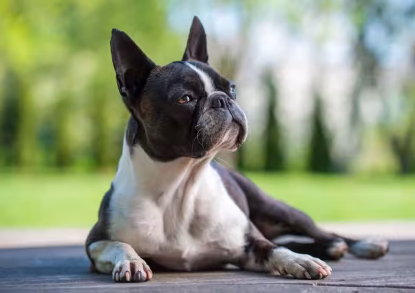 Em dias muito quentes, é indicado que o passeio com o cachorro braquicefálico seja feito ao anoitecer