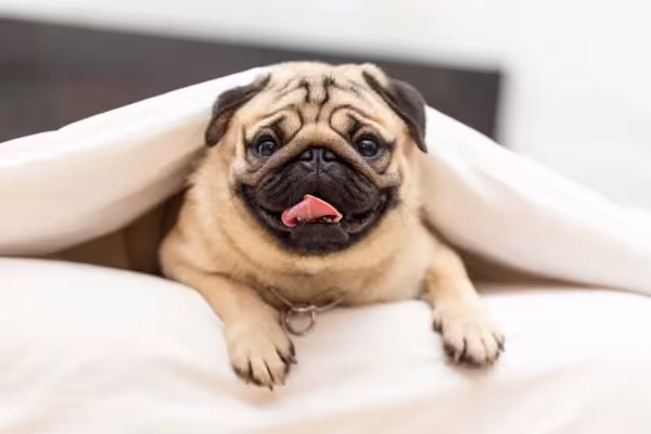 O Pug é uma das raças braquicefálicas mais populares