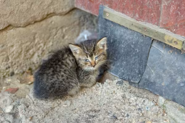 Panleucopenia Felina: o gato filhote pode ser afetado ainda na barriga da mãe, adquirindo problemas de locomoção e tremores na cabeça.