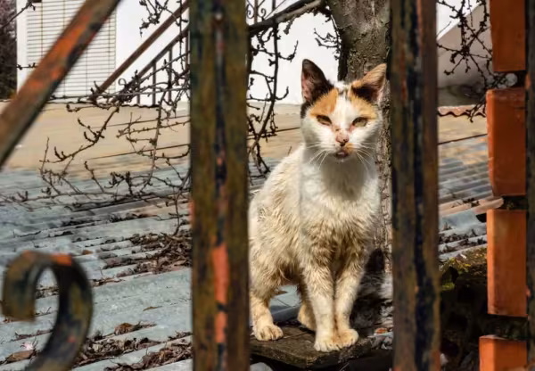 Gato doente: o felino com panleucopenia apresenta sintomas como anorexia, febre e diarreia.