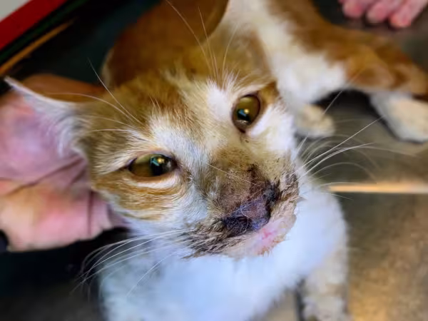 Cinomose em gato, na verdade, panleucopenia felina. É importante diagnosticar desde o início para evitar que o seu gatinho chegue no pior estágio da doença, que é quando as vias nasais são comprometidas.
