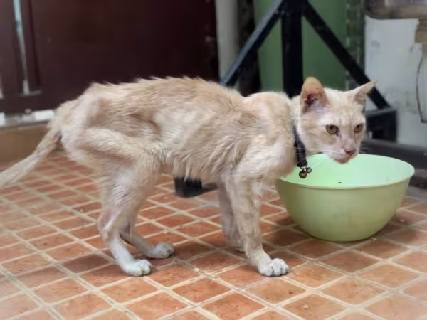 Esse gato da foto equivale ao número 1 na tabela de escore corporal. Nesse caso, ele está extremamente magro.