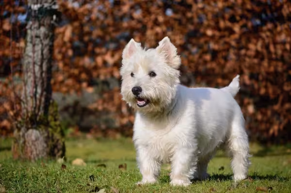 West Highland White Terrier é um belo cachorro de pelagem branca