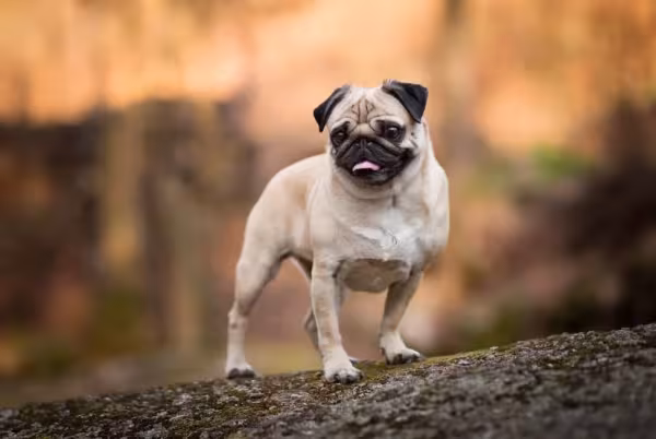 É quase impossível não se apaixonar pela raça Pug