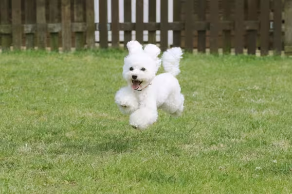 O Poodle Toy será um ótimo companheiro para qualquer tutor