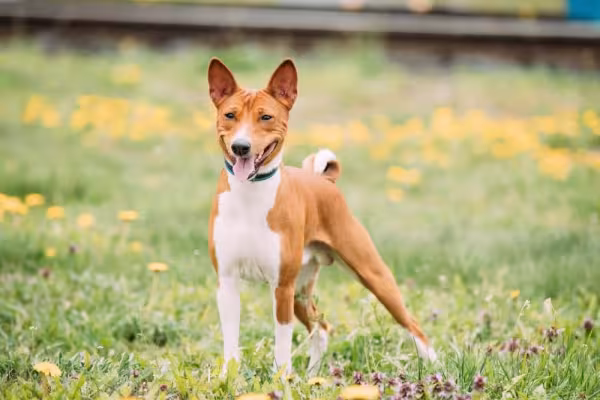 O Basenji é um cão muito amoroso
