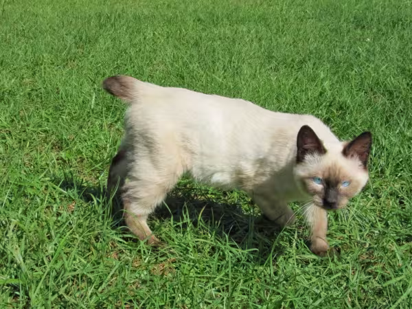 Outra possibilidade é o Bobtail com pelos curtos e densos