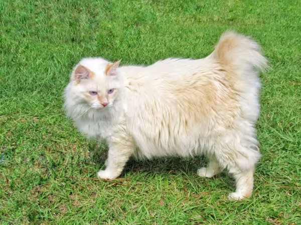 Bobtail Americano é uma raça em que todas as cores são aceitas