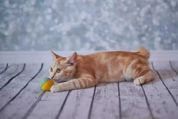 O gato com rabo curto é cheio de energia, muito sociável e dá aulas de gentileza