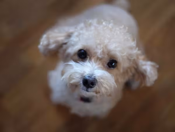 O mini Poodle, uma das raças mais populares por aqui, pode chegar até 18 anos